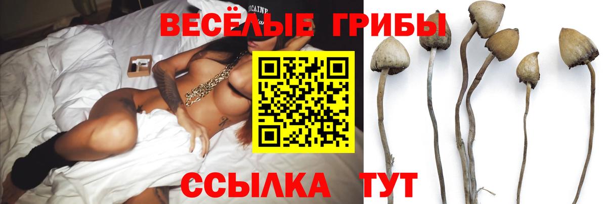 Псилоцибиновые грибы Psilocybe Великий Устюг